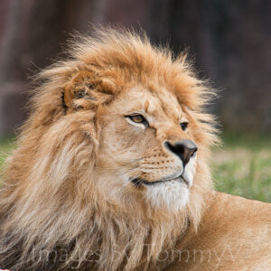 Wildlife Gallery 2 - Lion 013