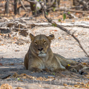 Wildlife Gallery 2 - Lion 014