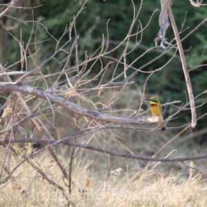 Wildlife Gallery 2 - Little Bee-Eater 003