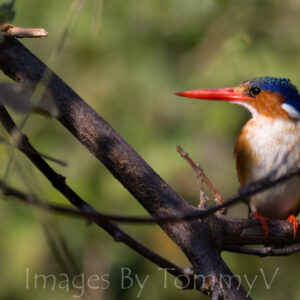 Wildlife Gallery 2 - Malachite Kingfisher 002