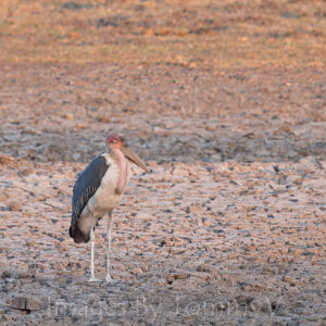 Wildlife Gallery 2 - Marabou Stork 002