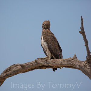 Wildlife Gallery 2 - Marshall Eagle 004