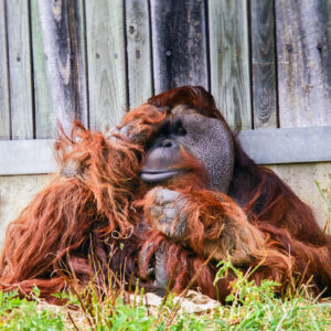Wildlife Gallery 2 - Orangutan 004