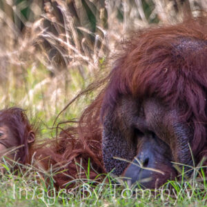 Wildlife Gallery 2 - Orangutan 005
