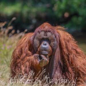 Wildlife Gallery 2 - Orangutan 006
